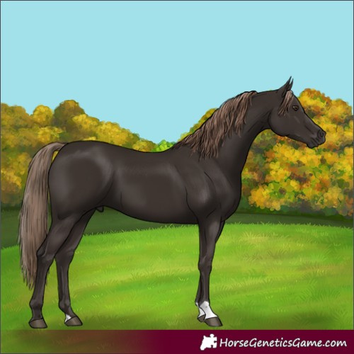Horse Color:Liver Chestnut 