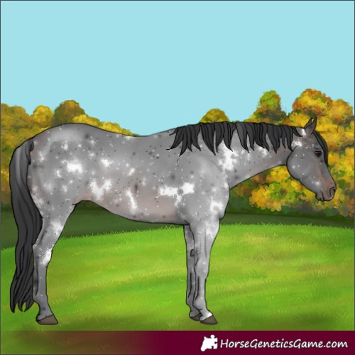 Horse Color:White Spotted Brown 