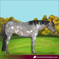 Horse Color:White Spotted Brown