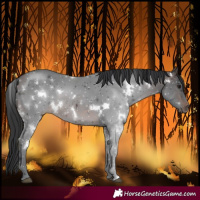 Horse Color:White Spotted Brown