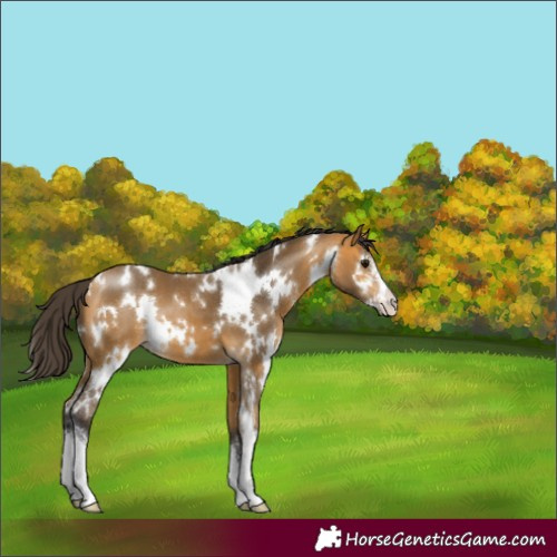 Horse Color:White Spotted Buckskin Sabino 