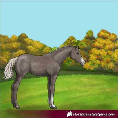Horse Color:Silver Smoky Black Sabino 