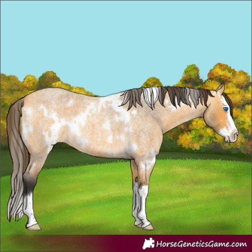 Horse Color:White Spotted Buckskin Roan Splash