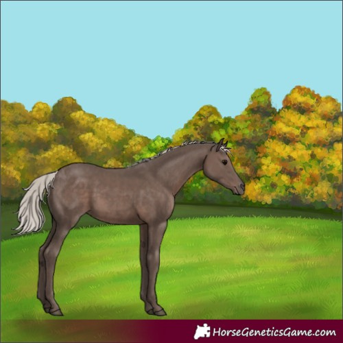 Horse Color:Silver Black Rabicano