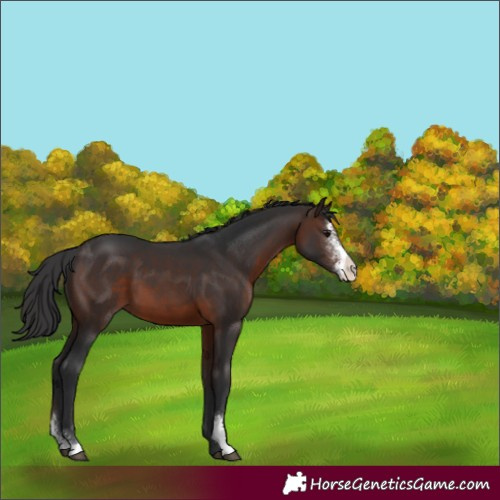 Horse Color:Brown Sabino 