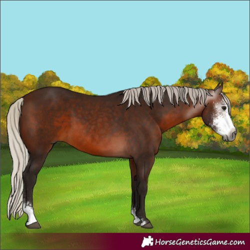 Horse Color:Gray Silver Bay Sabino