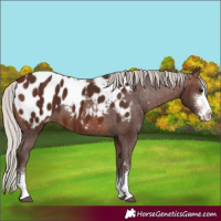 Horse Color:Silver Brown Sabino Appaloosa
