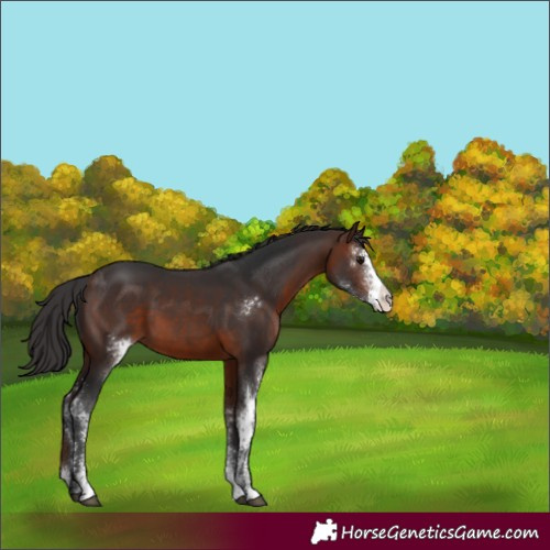 Horse Color:Brown Sabino