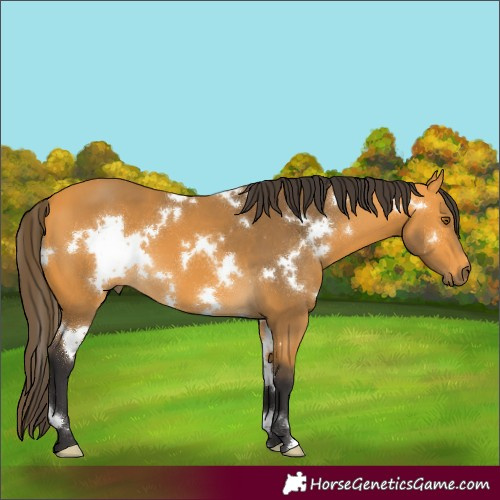 Horse Color:White Spotted Buckskin 