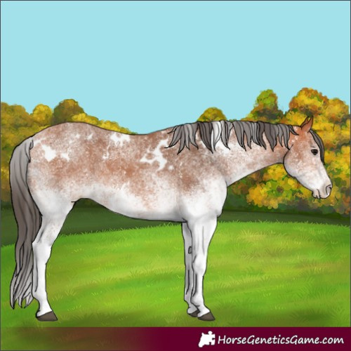Horse Color:White Spotted Bay 