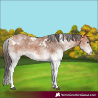 Horse Color:White Spotted Bay 