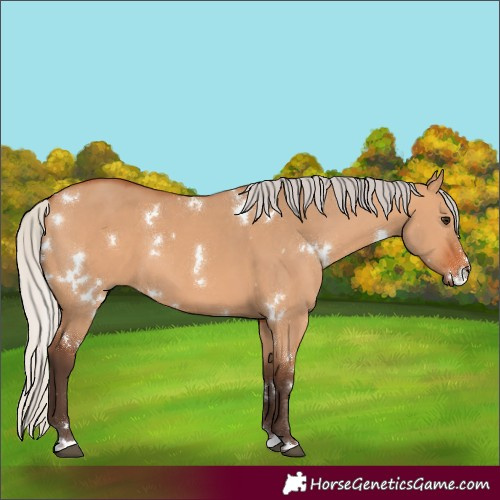 Horse Color:White Spotted Silver Bay Dun 