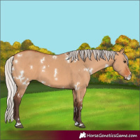 Horse Color:White Spotted Silver Bay Dun 