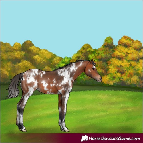 Horse Color:White Spotted Bay