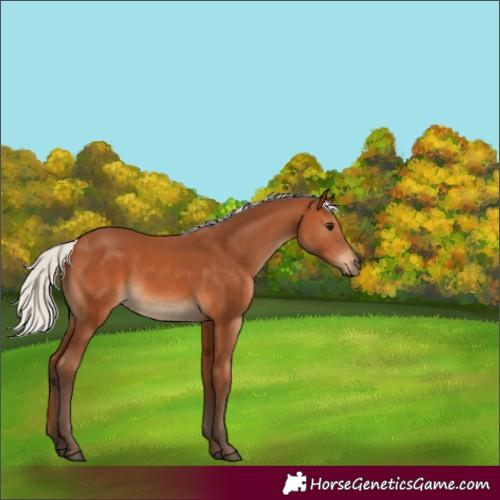 Horse Color:Silver Bay