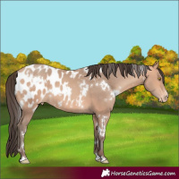 Horse Color:White Spotted Amber Champagne Appaloosa 