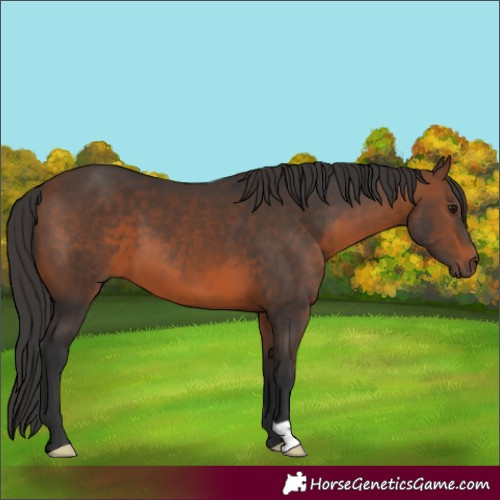 Horse Color:Brown 