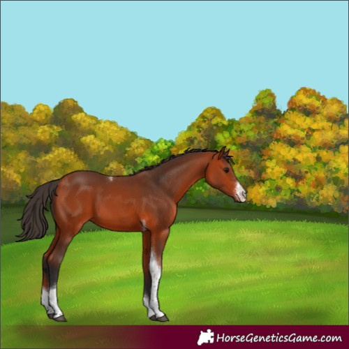 Horse Color:Bay Sabino Tobiano 