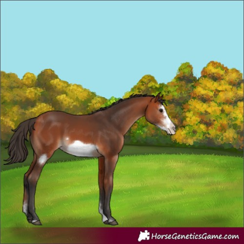 Horse Color:Bay Sabino Frame 