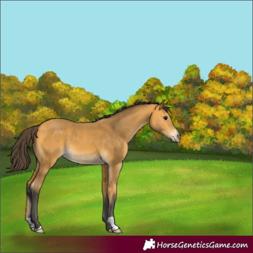 Horse Color:Buckskin