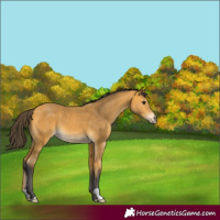 Horse Color:Buckskin 