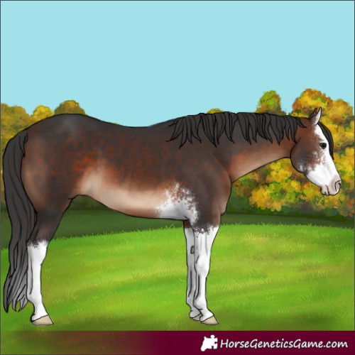 Horse Color:Brown Sabino Splash