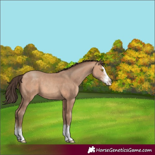 Horse Color:Amber Champagne Sabino Splash 