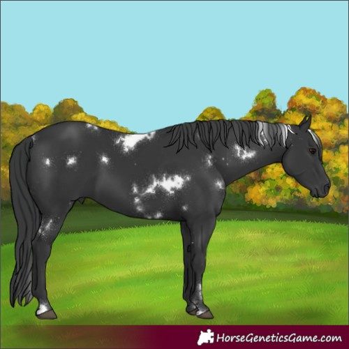 Horse Color:White Spotted Black 
