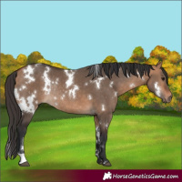 Horse Color:White Spotted Bay Dun Rabicano 