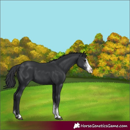 Horse Color:Black Sabino 