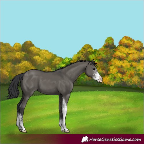 Horse Color:Grullo Sabino