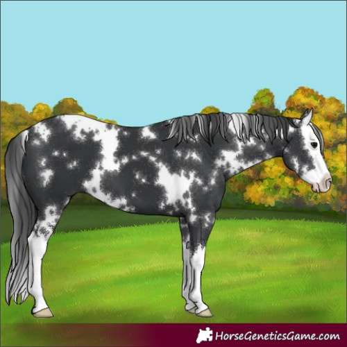 Horse Color:White Spotted Black Splash