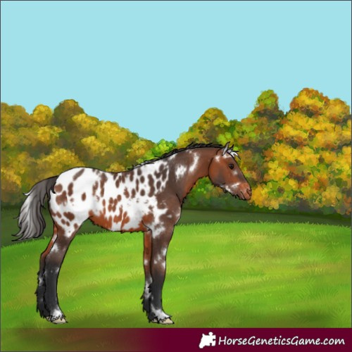 Horse Color:White Spotted Bay Appaloosa 