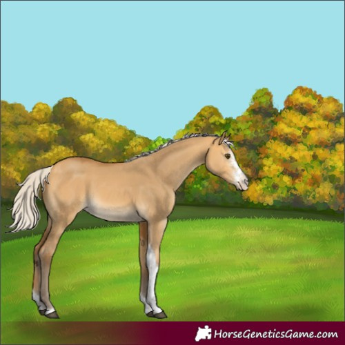 Horse Color:Silver Buckskin Dun Sabino Tobiano 