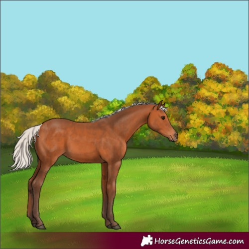 Horse Color:Silver Bay 