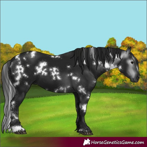 Horse Color:Gray White Spotted Black