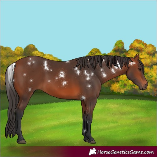 Horse Color:White Spotted Bay
