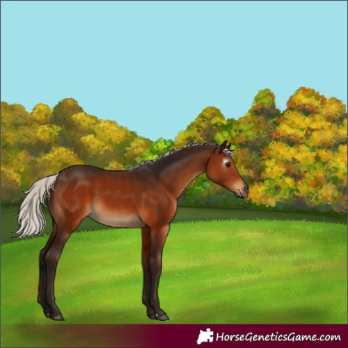 Horse Color:Gray Silver Bay 