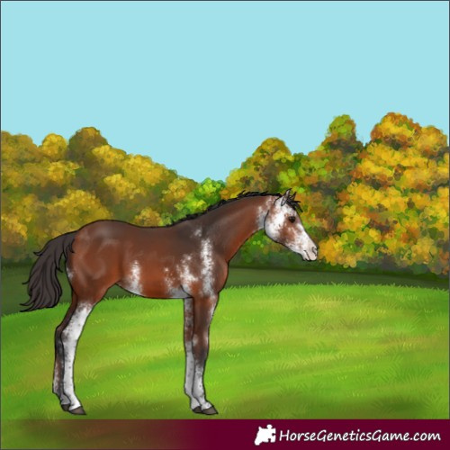 Horse Color:Bay Sabino 