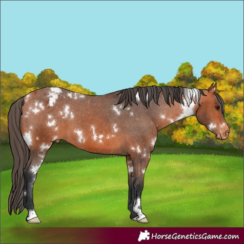 Horse Color:White Spotted Bay Varnish 