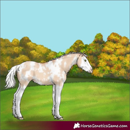 Horse Color:White Spotted Silver Sable Champagne Dun Splash 