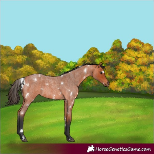 Horse Color:White Spotted Bay Roan