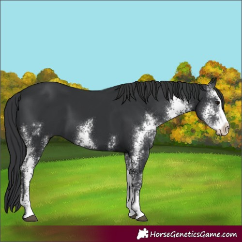 Horse Color:Black Sabino