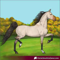 Horse Color:Bay Roan Dun