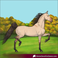 Horse Color:Bay Dun 