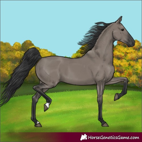 Horse Color:Grullo 