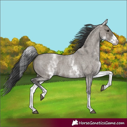 Horse Color:White Spotted Grullo Roan 