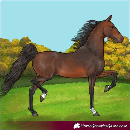 Horse Color:Bay 