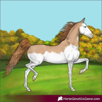 Horse Color:Red Dun Splash Rabicano 