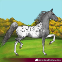 Horse Color:White Spotted Black Blanket 